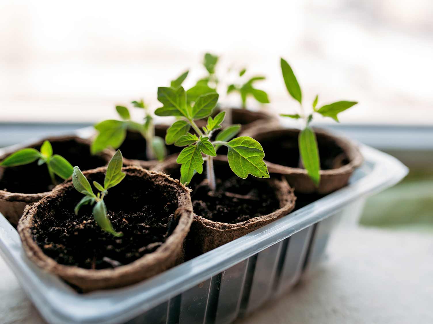 Seedlings Growing in a Pot
