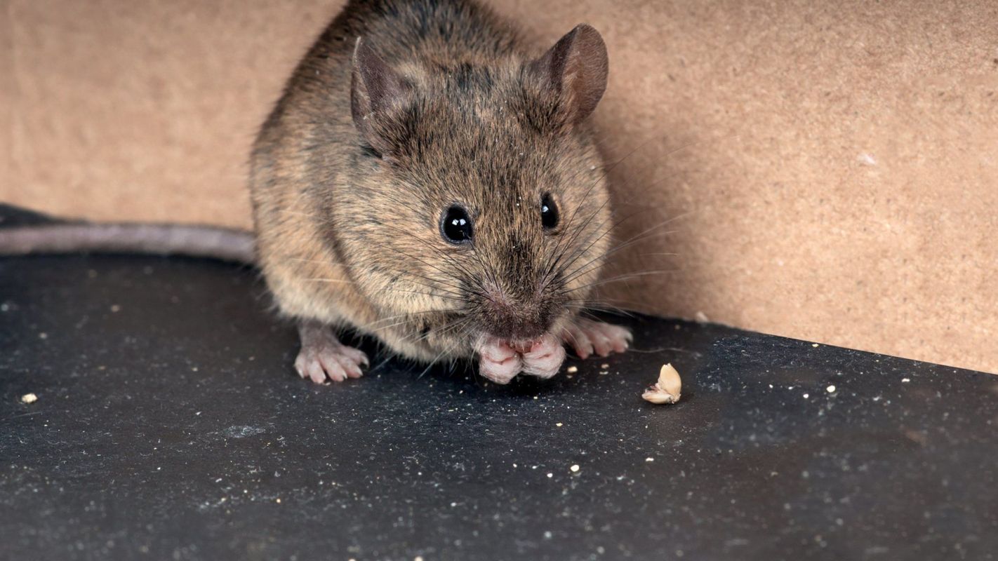 Rodent Claims Adjuster Los Angeles CA