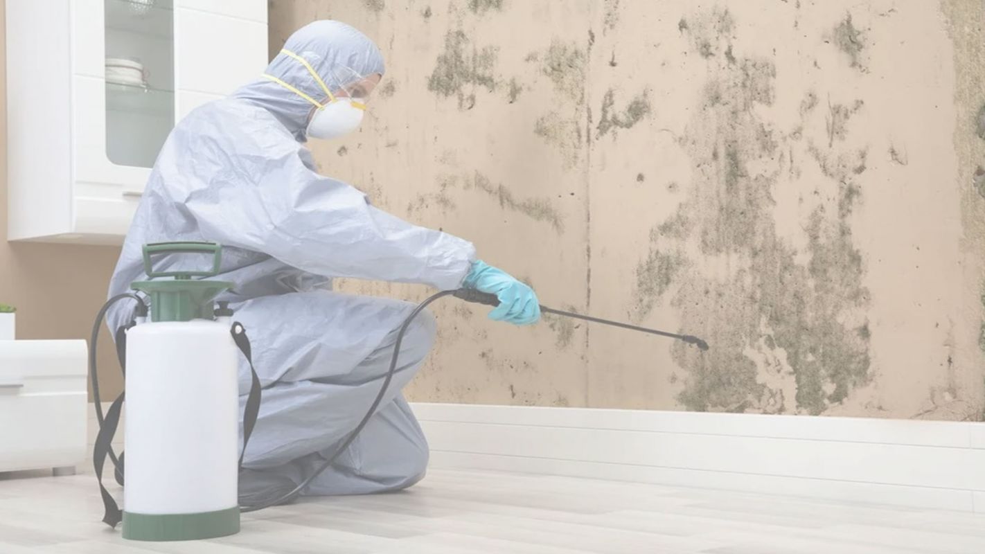 Mold Removal Company In Cleveland, OH
