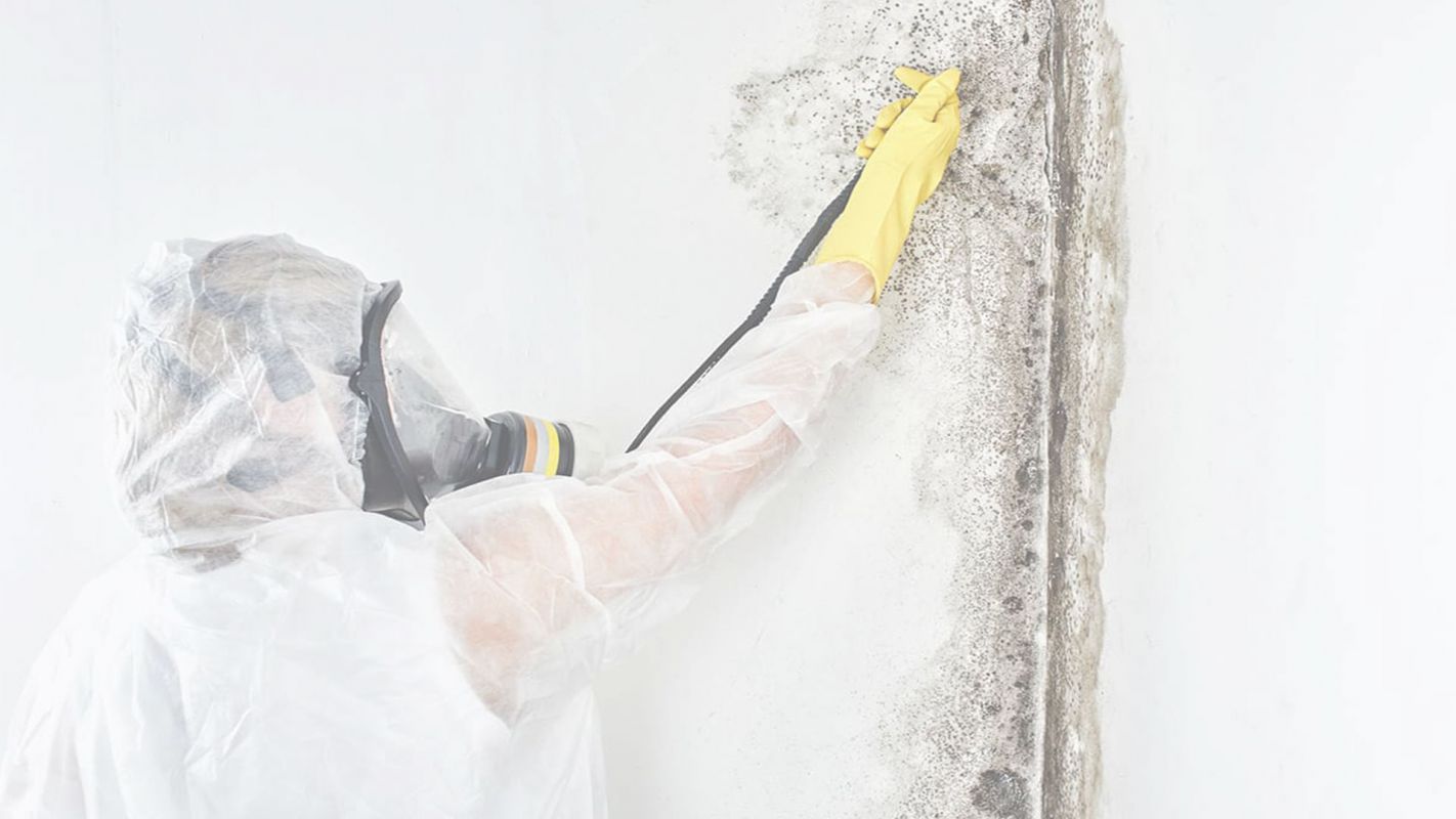Top-Notch Mold Removal Services Cleveland, OH