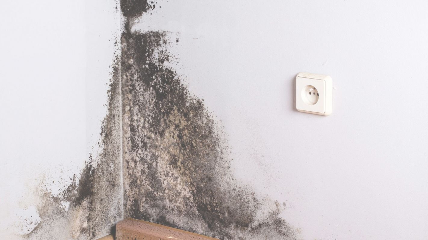 A Must-Needed Mold Cleanup is Waiting for You