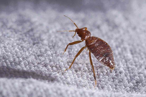 Bed Bug Extermination Service