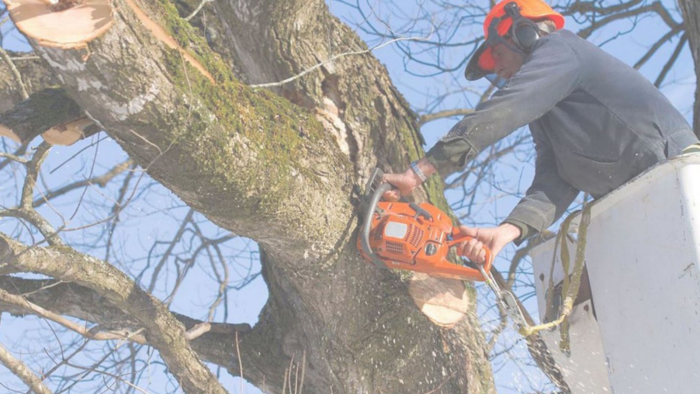 Tree Pruning Services Fort Lauderdale, FL