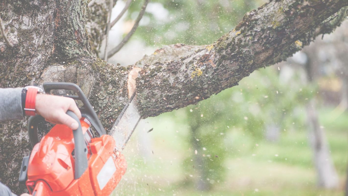 Professional Tree Services Wilton Manors, FL