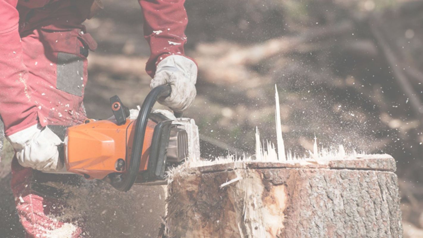Stump Removal Services Hollywood, FL