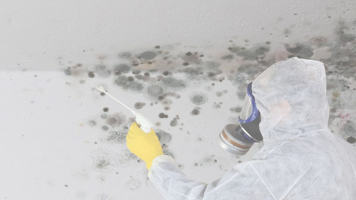 Hire Knowledgeable Mold Inspectors Brookhaven, NY