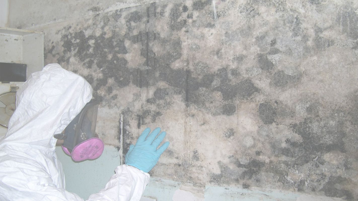 Certified Yet Affordable Mold Inspection Cost Brookhaven, NY