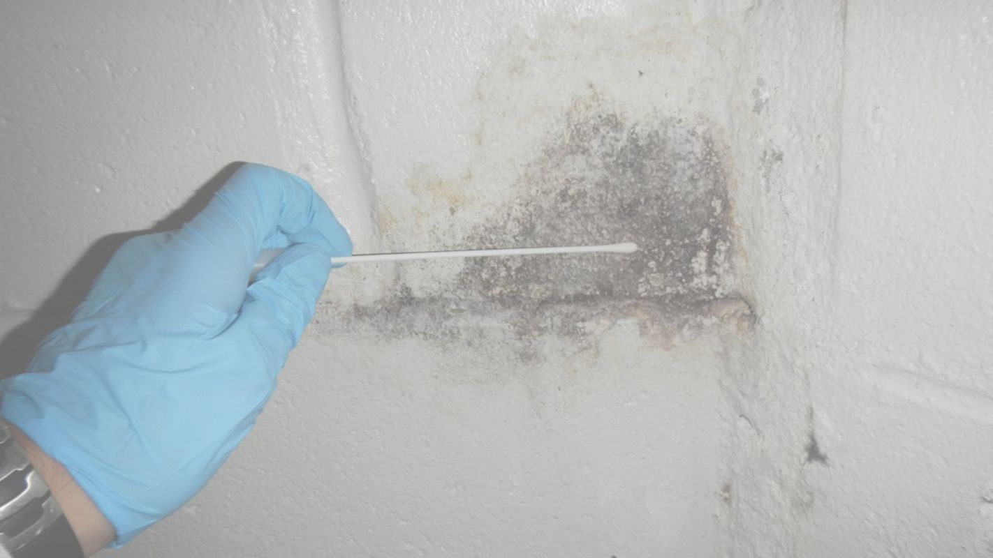 Professional Mold Testing Services in Hempstead, NY