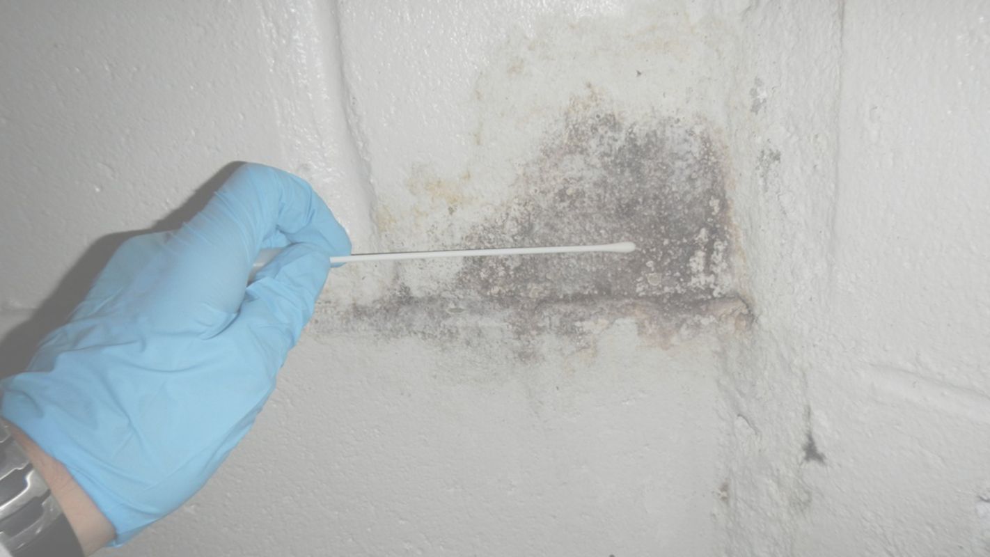 Professional Mold Testing Services in Islip, NY