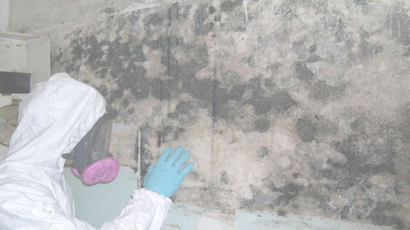 Certified Yet Affordable Mold Inspection Cost Huntington, NY
