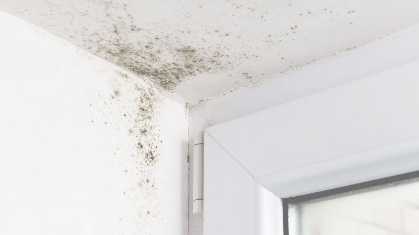 Mold Remediation Services are Now Available in Your Hometown! Phoenix, AZ
