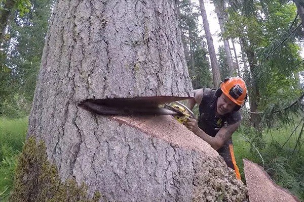Big Tree Removal Service
