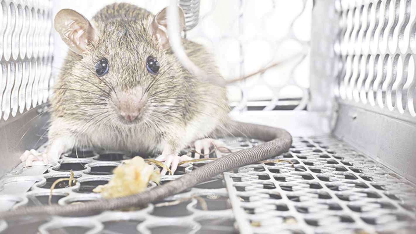 Get Assistance of Pros for Rodent Control Morgan Hill, CA