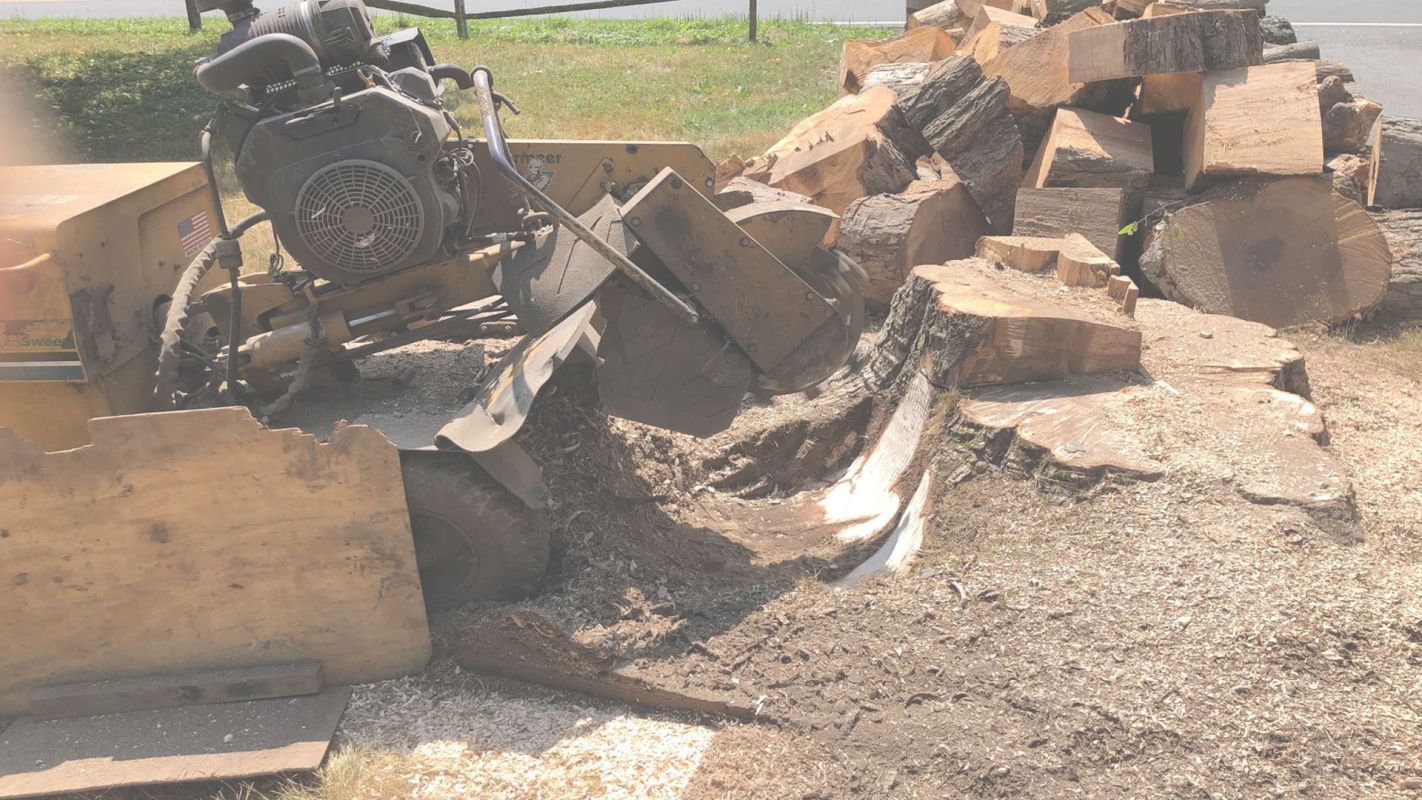 Shed Your Worries Away with Stump Removal Services Alexandria, VA