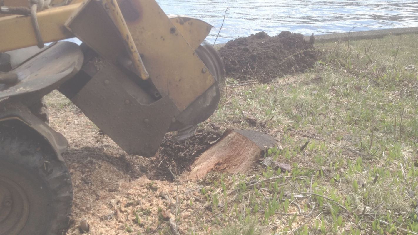 Easily Affordable Stump Removal Cost for You Alexandria, VA