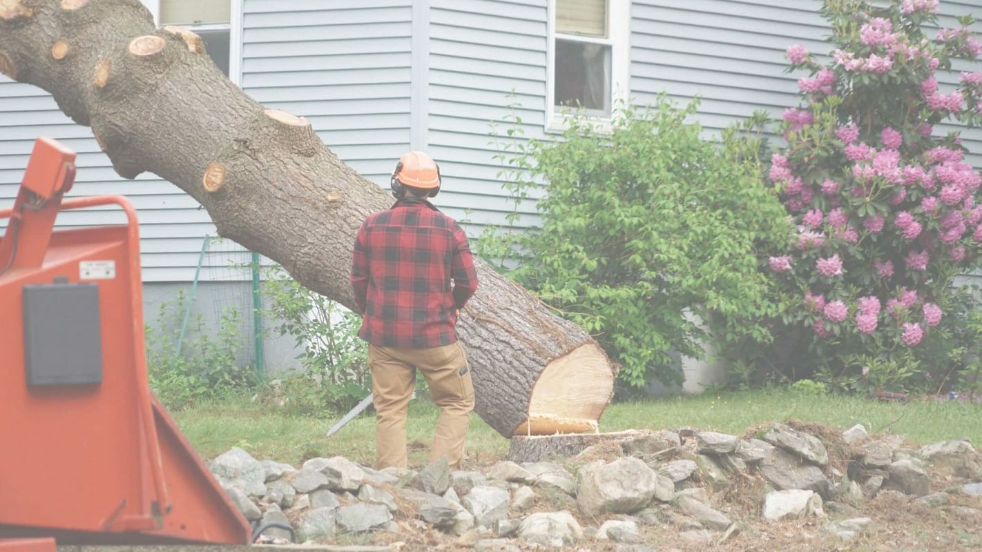 Tree Removal Services Just For You! Cinco Ranch, TX