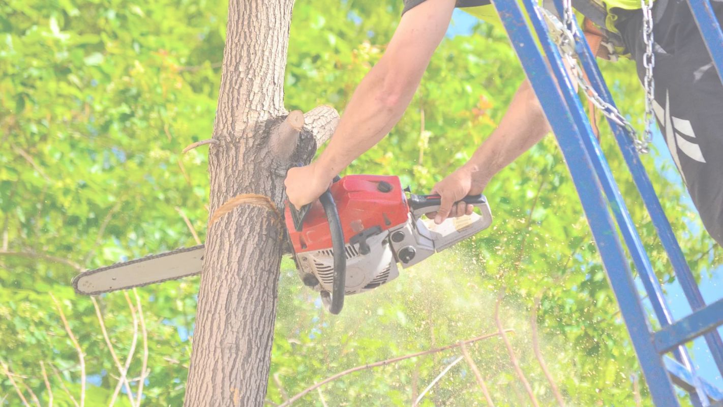 Clean Yard with Small Tree Removal Services Littleton, CO