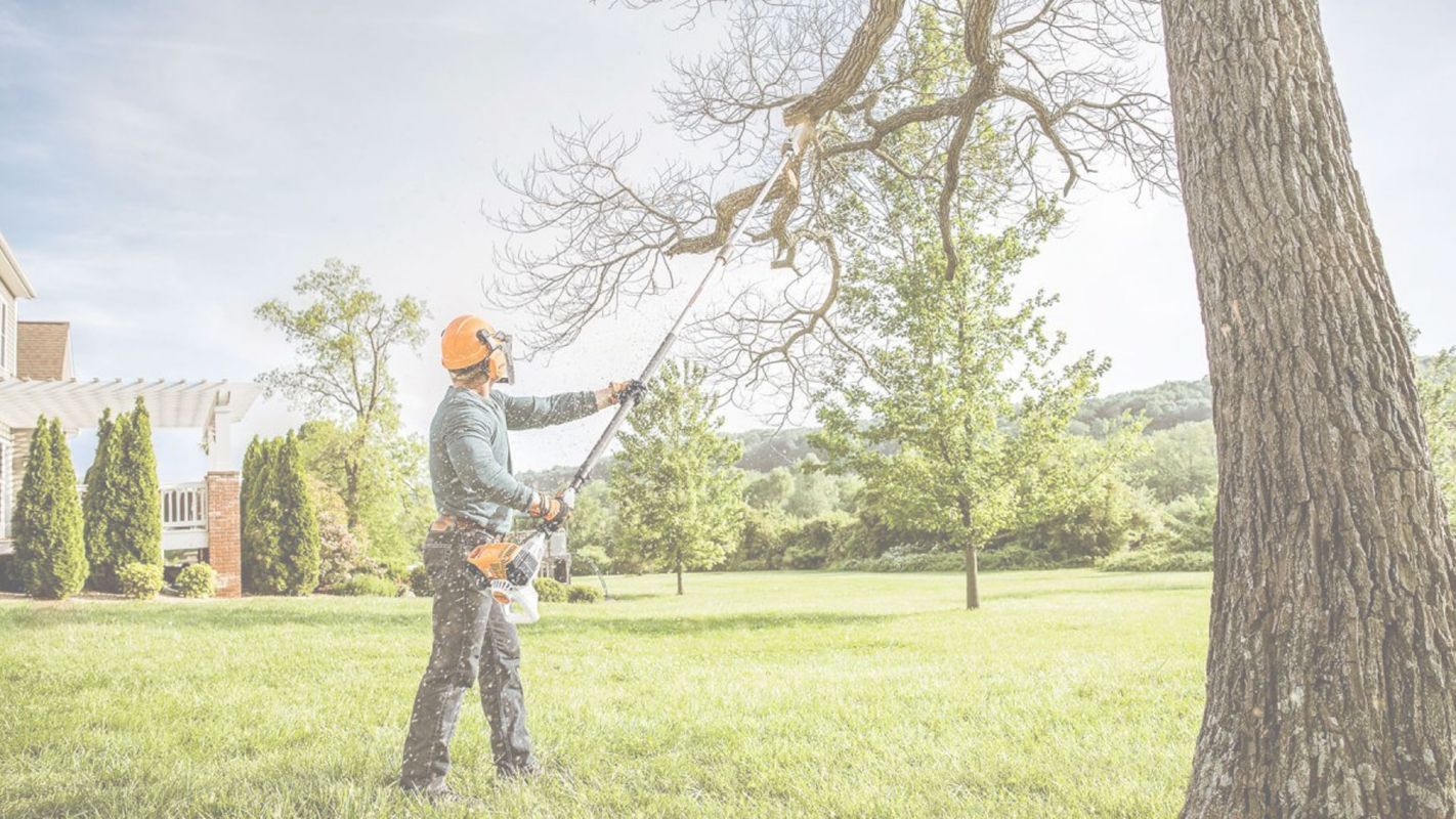 Cost-Effective Tree Trimming Service! Houston, TX