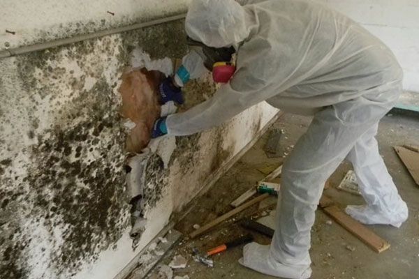 Mold Remediation Cost Denver CO