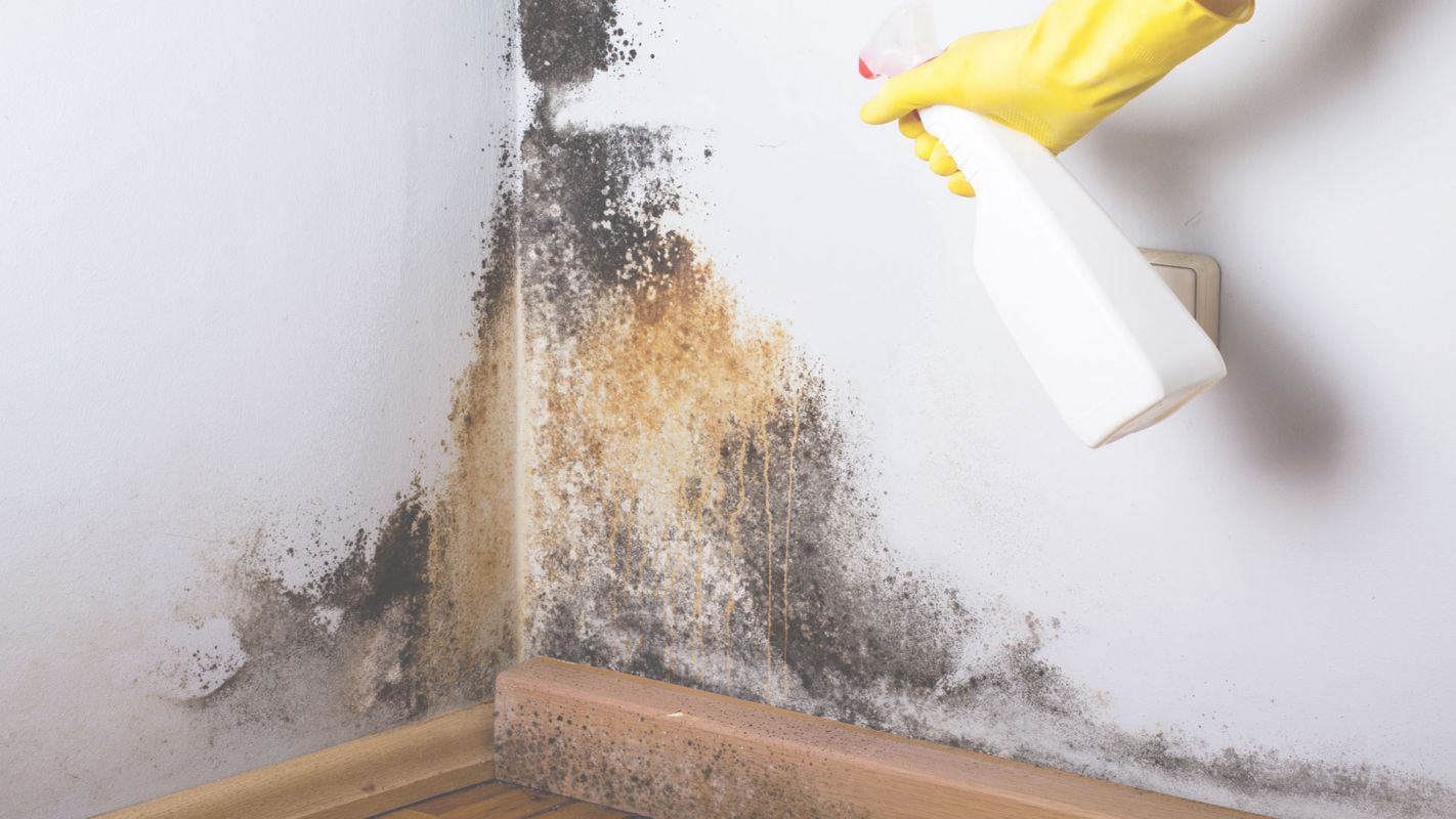 Mold Removal Services for a Healthy Living West Palm Beach, FL