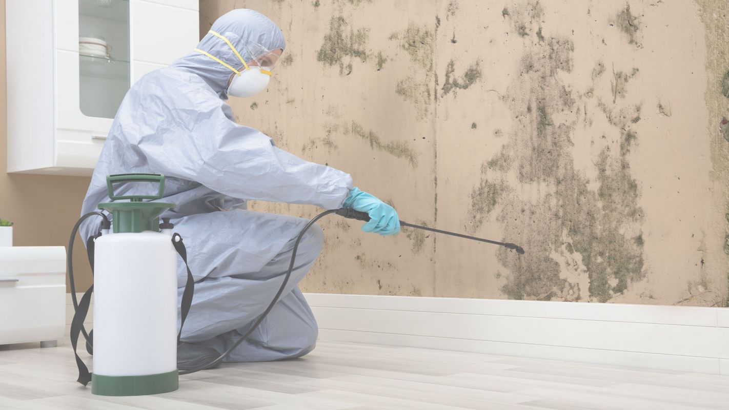 Best Mold Remediation Company in West Palm Beach, FL