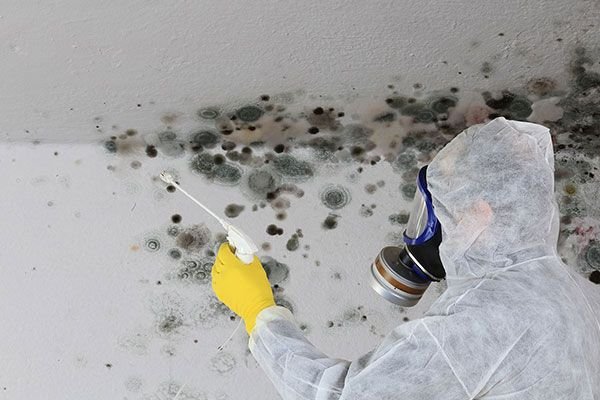 Mold Remediation Services Lakewood CO