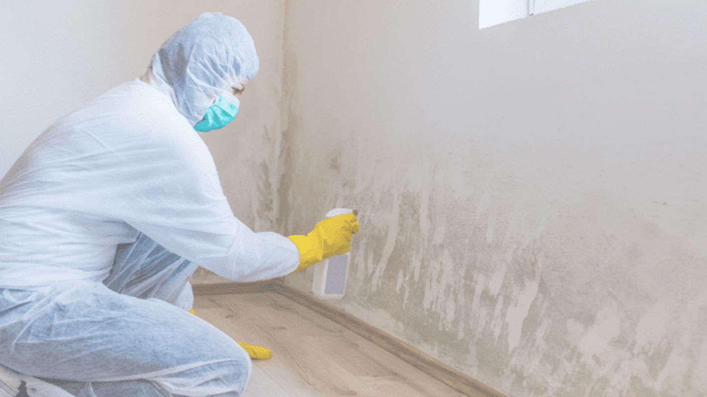 Top of the Line Mold Abatement Service Hermosa Beach, CA