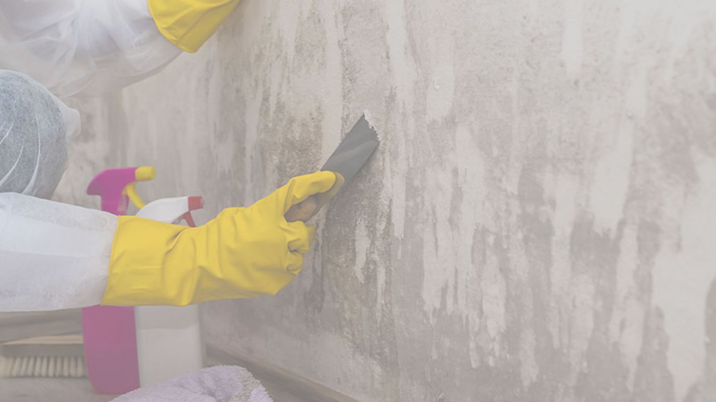 The Top Mold Removal Company in Rolling Hills, CA