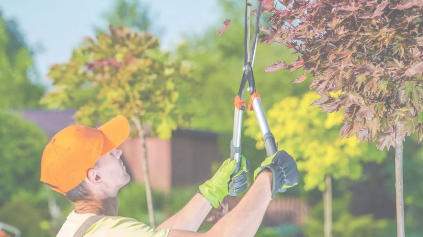 Tree Trimming Service Pflugerville, TX
