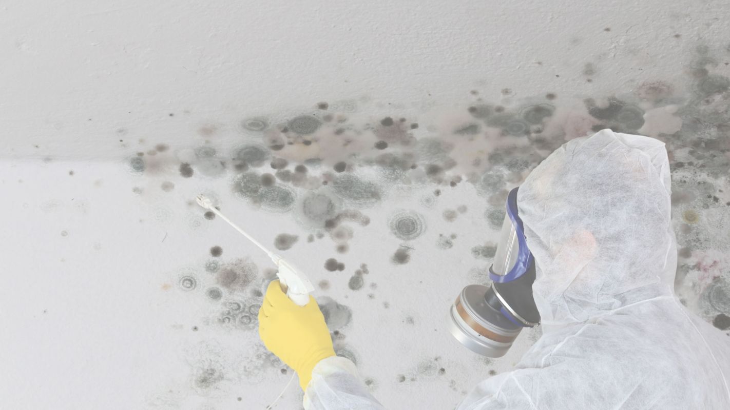 Mold Remediation Services that You’re Looking For