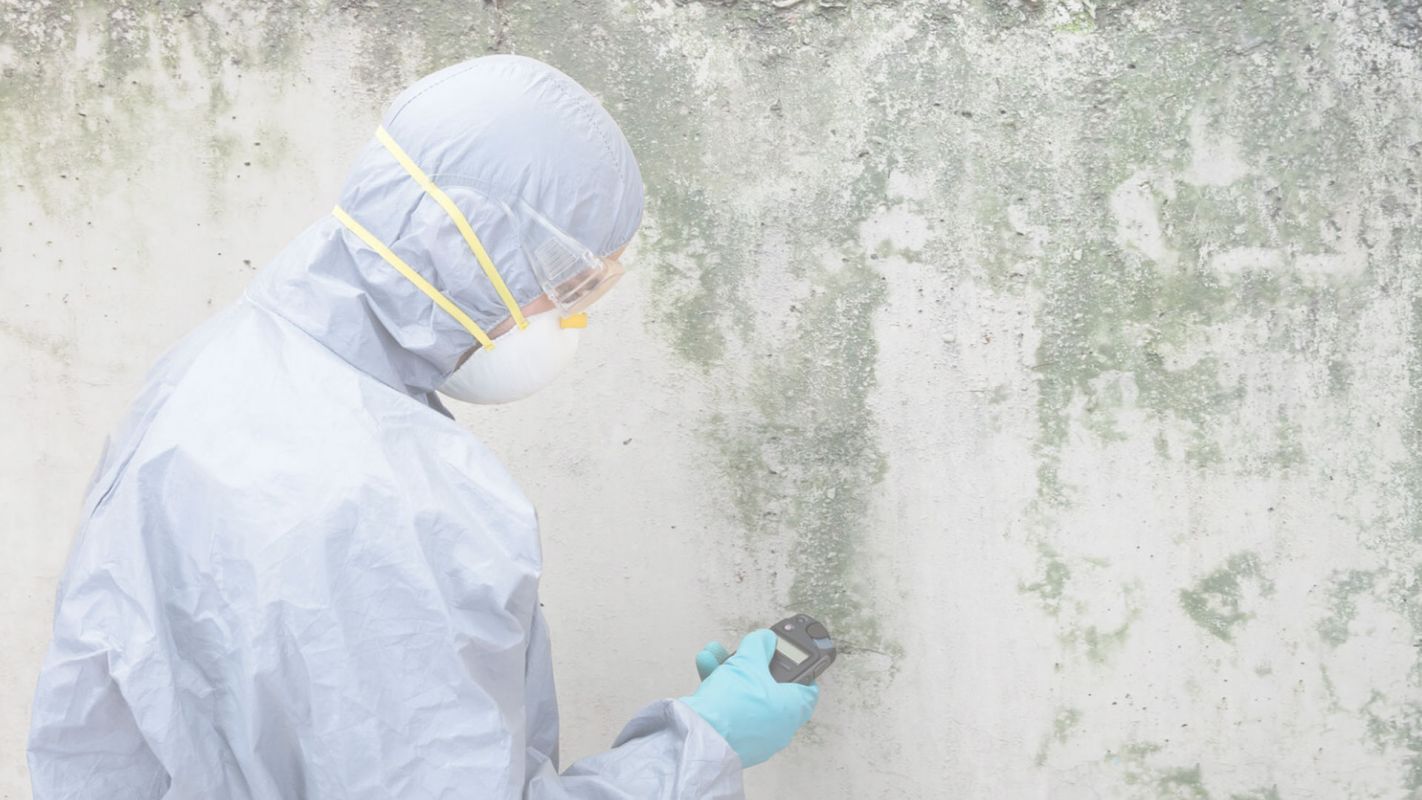 Reliable Yet Affordable Mold Removal Services
