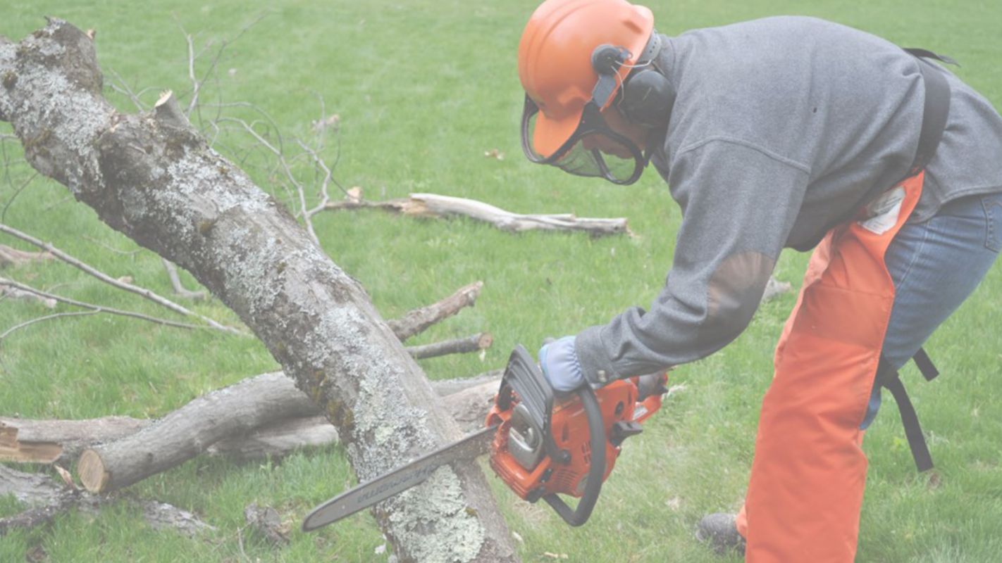 Obtain Extensive Emergency Tree Removal Service! Woodstock, GA