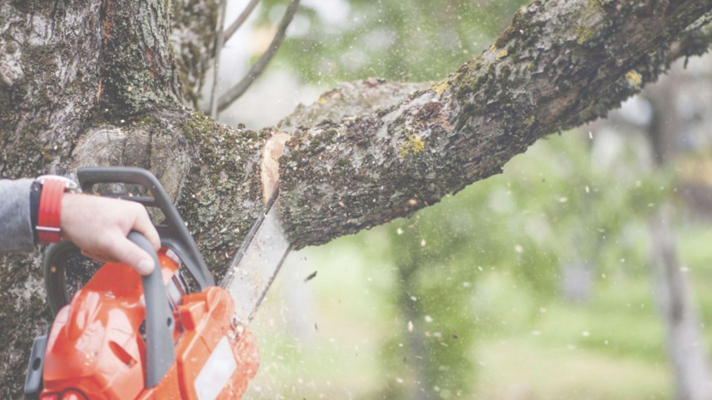 Our Tree Removal Services Will Benefit You! East Cobb, GA
