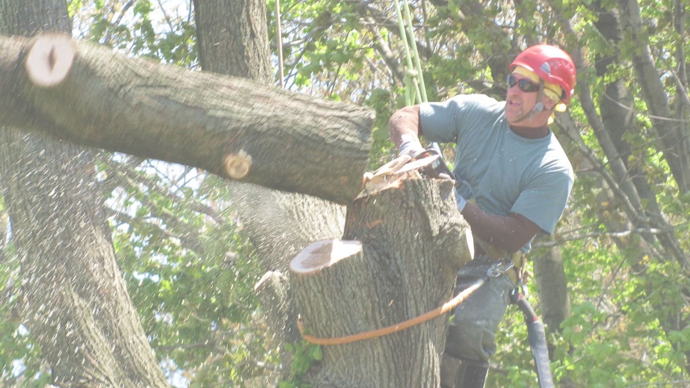 Prompt 24 Hour Tree Removal Service in West Cobb, GA