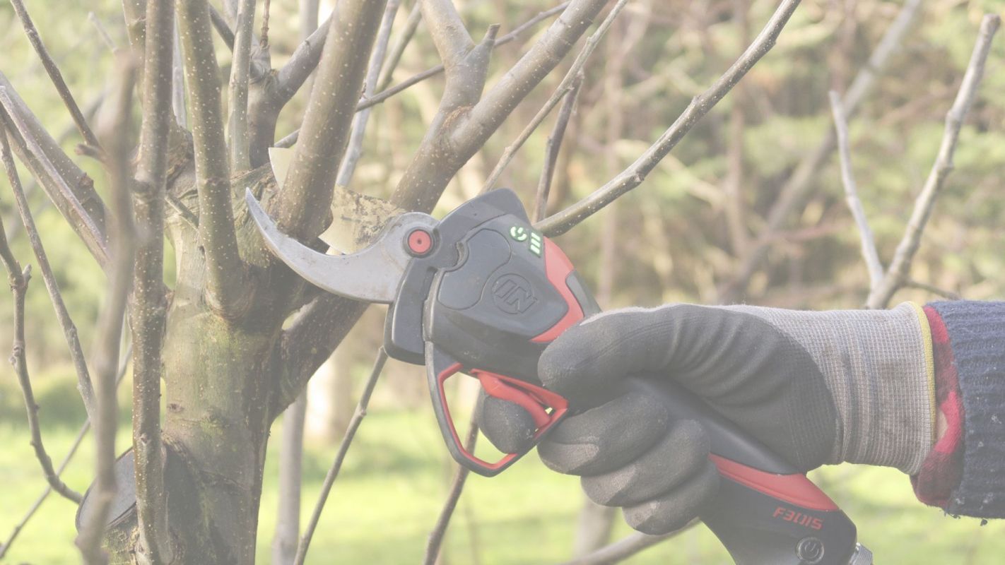 Tree Pruning Costs that Won't Break Your Bank Marietta, GA