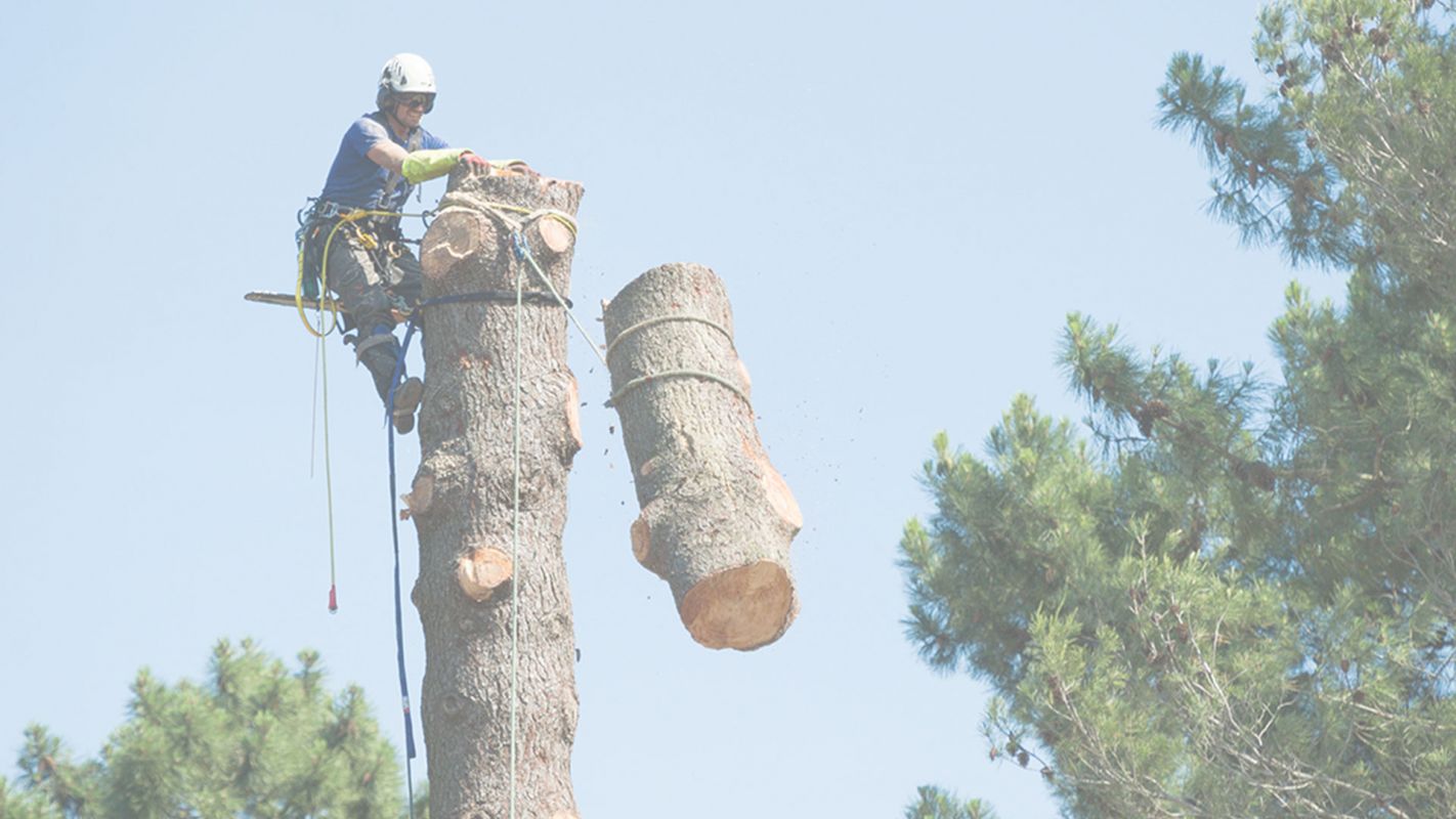 Get Dangerous Tree Removal Services Effortlessly! Canton, GA