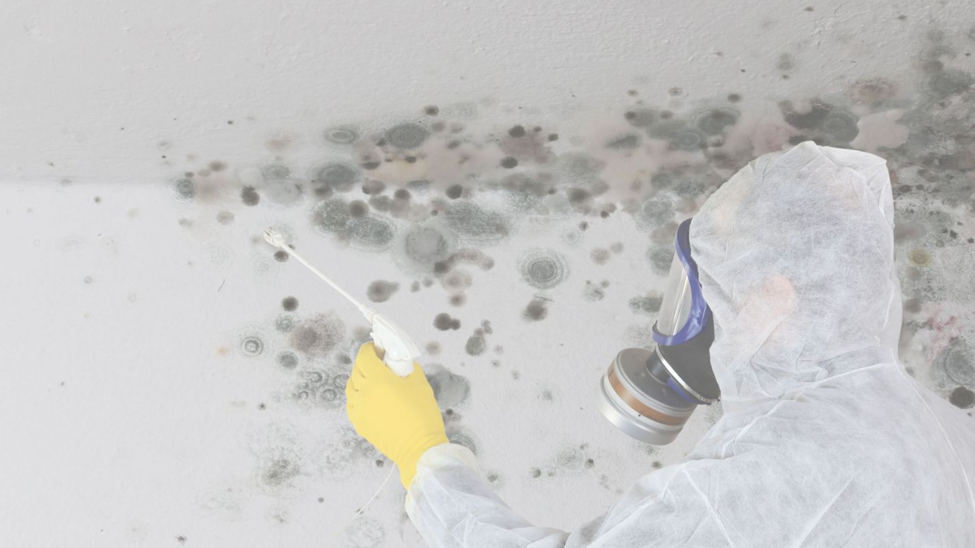 We Are Among the Best Mold Remediation Companies in Town! Annapolis, MD