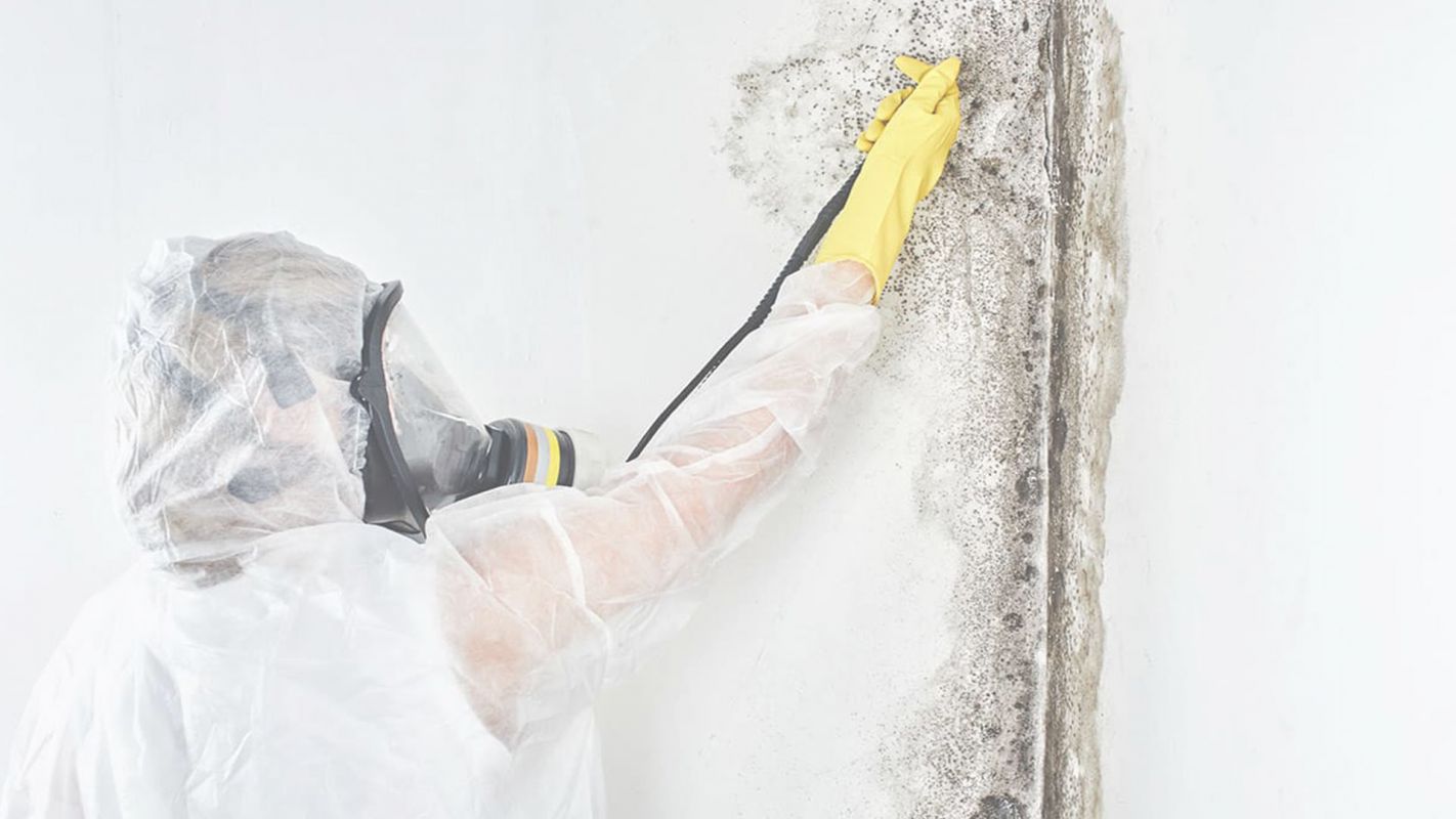 Get Prompt Mold Removal Services Maple Valley, WA