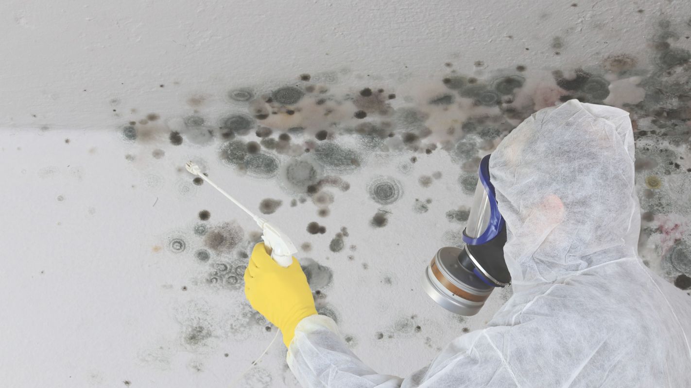 Mold Damage Cleanup that Efficiently Solves Problem Doral, FL