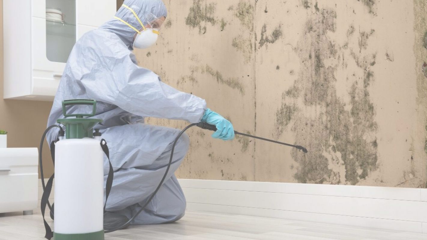 The Best Mold Removal Services in Town Miami Beach, FL