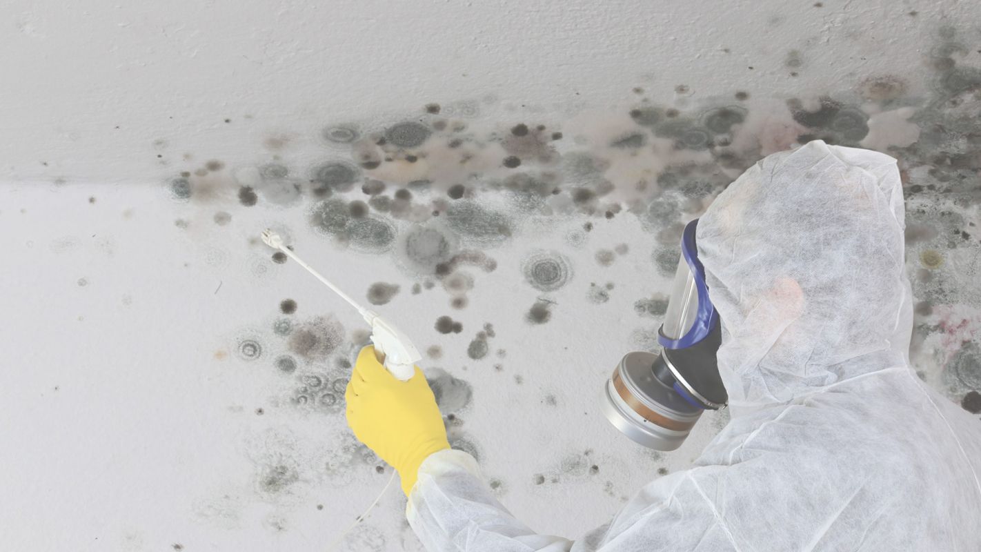 Urgent Mold Removal from Your Property Miami, FL