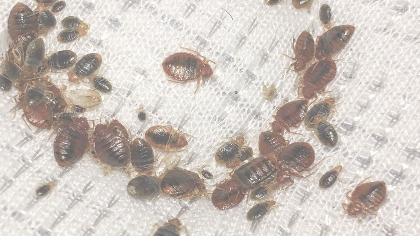 Bed Bug Control Cost White House, TN