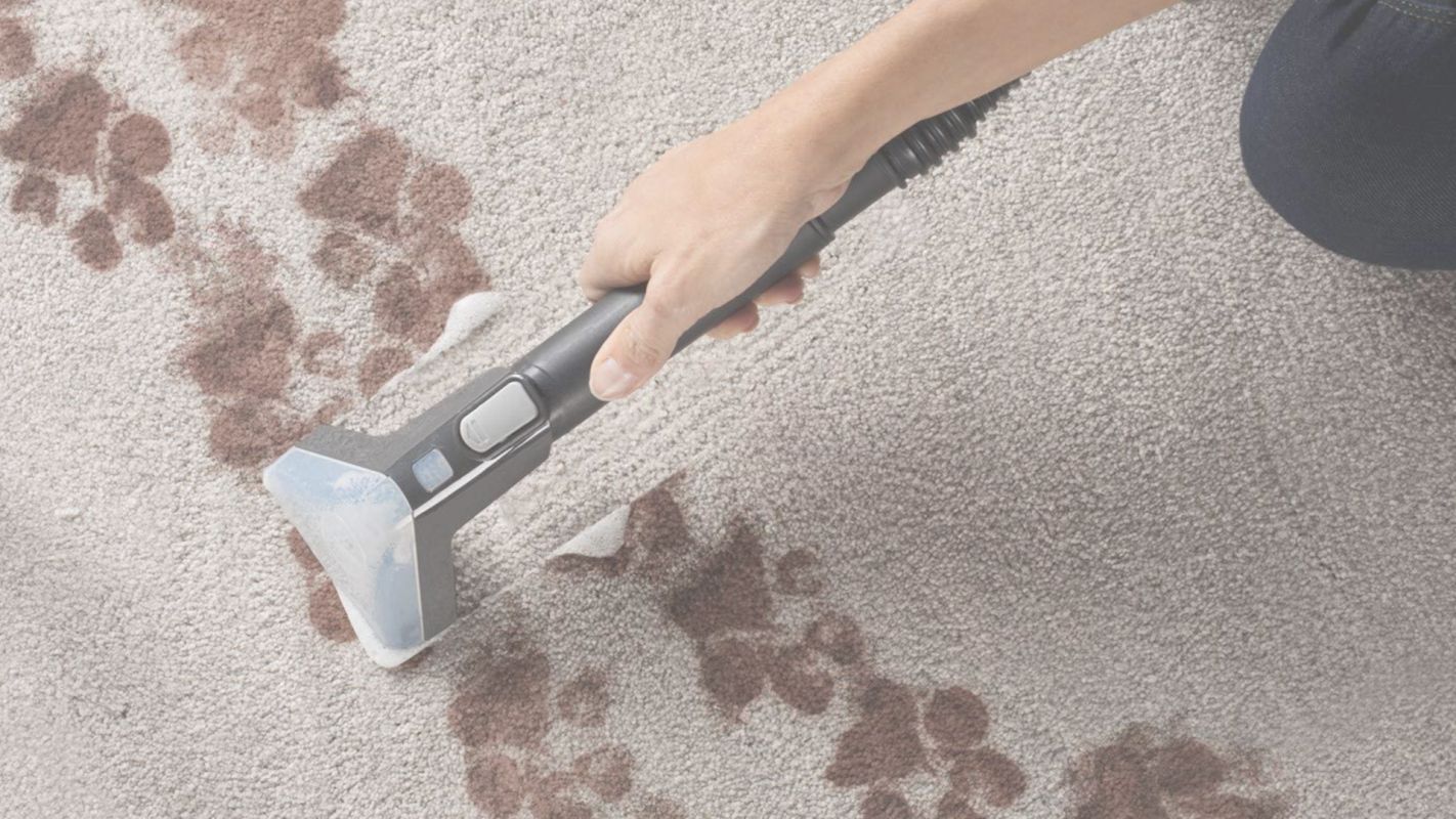 Our Pet Stain Removing Company is Your Clear Connection Grand Rapids, MI