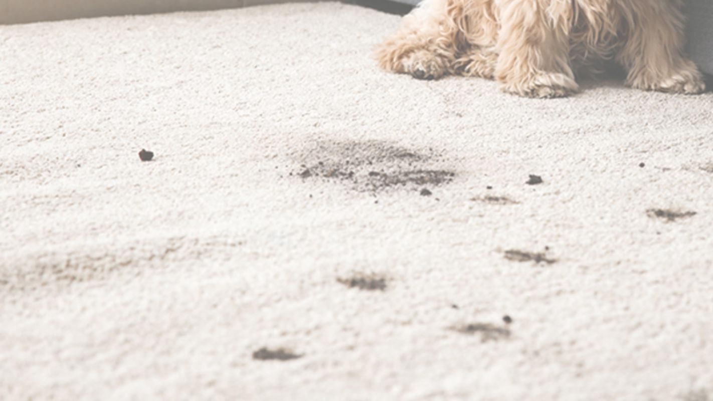 We Guarantee Zero Dirt with Our Pet Stain Wash Cutlerville, MI