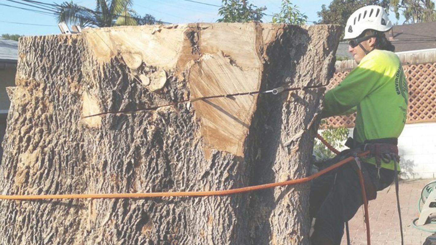 Hire the Top Tree Removal Company Highland Park, CA