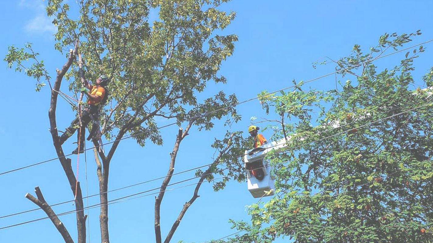 Hire Local Tree Service for a Better Service Highland Park, CA
