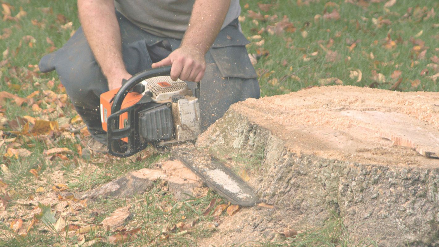 Hire Pros for Stump Removal Pasadena, CA