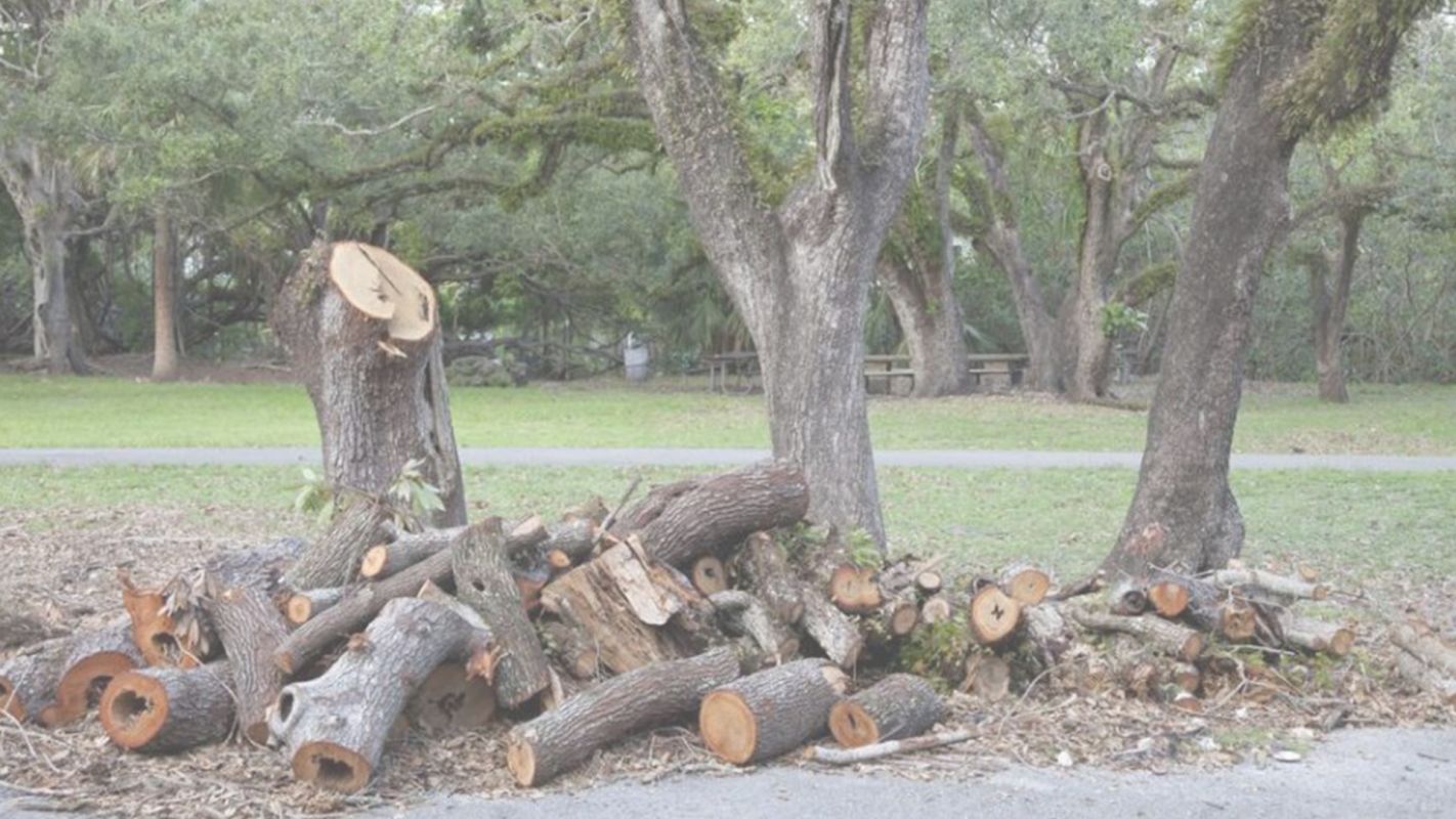Get Professional Tree Cutting Services Pasadena, CA