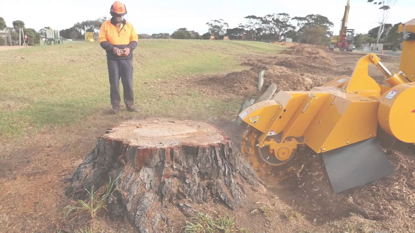 Hire us For Satisfactory Stump Grinding Services Glendale, CA