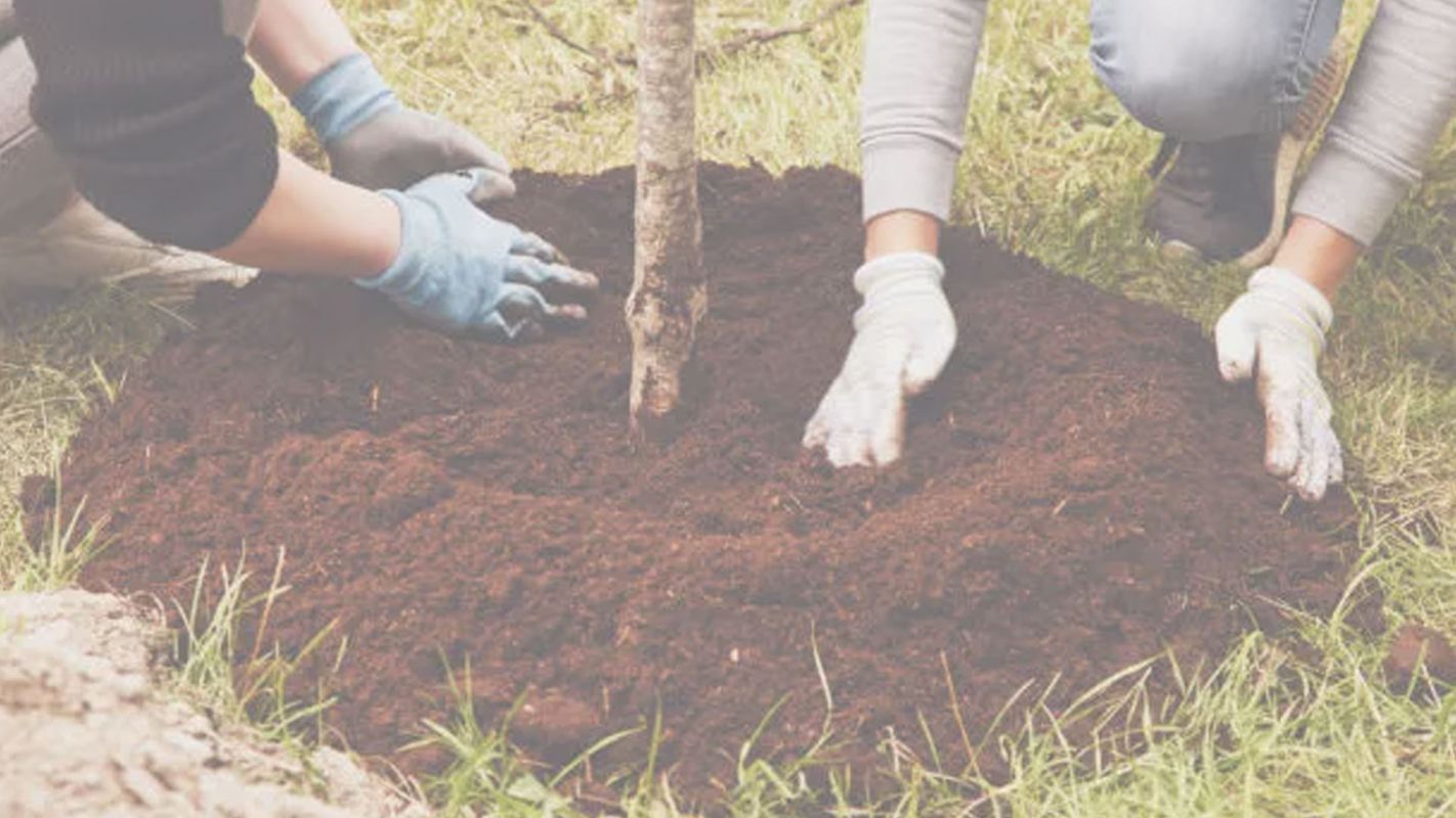 Let Us Beautify Your Lawn with Mulch Installation Services Lakewood, CA
